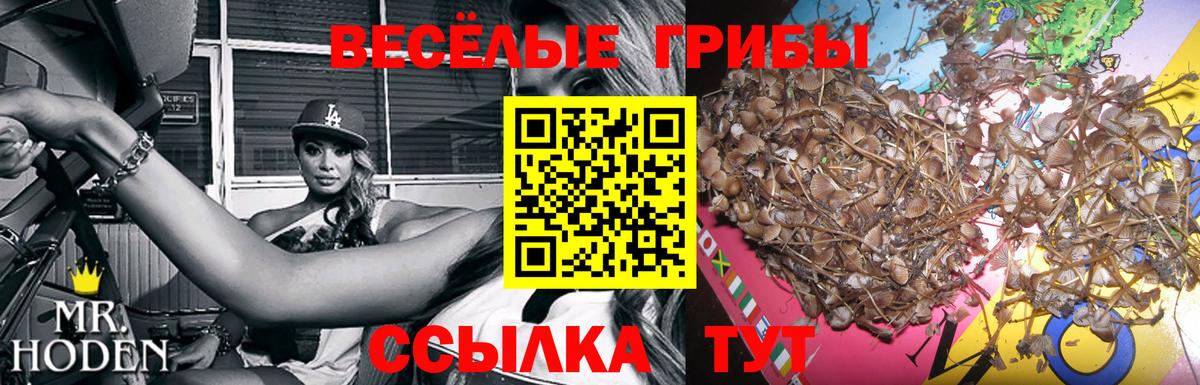 Псилоцибиновые грибы мицелий Сочи